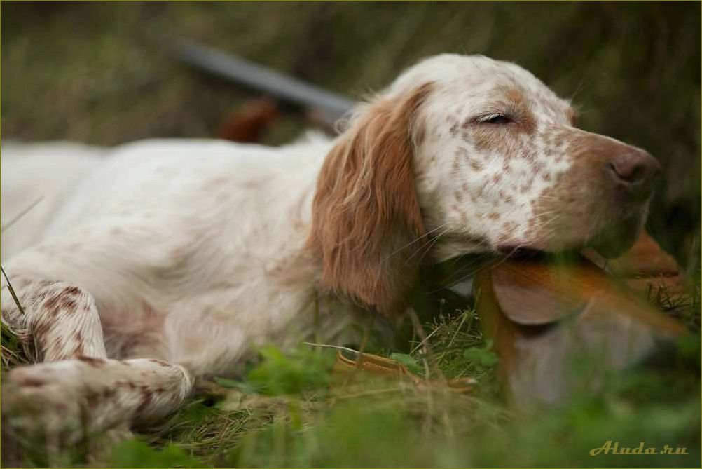 Отдых с собаками в Нижегородской области — лучшие места для активного отдыха вместе с вашим питомцем