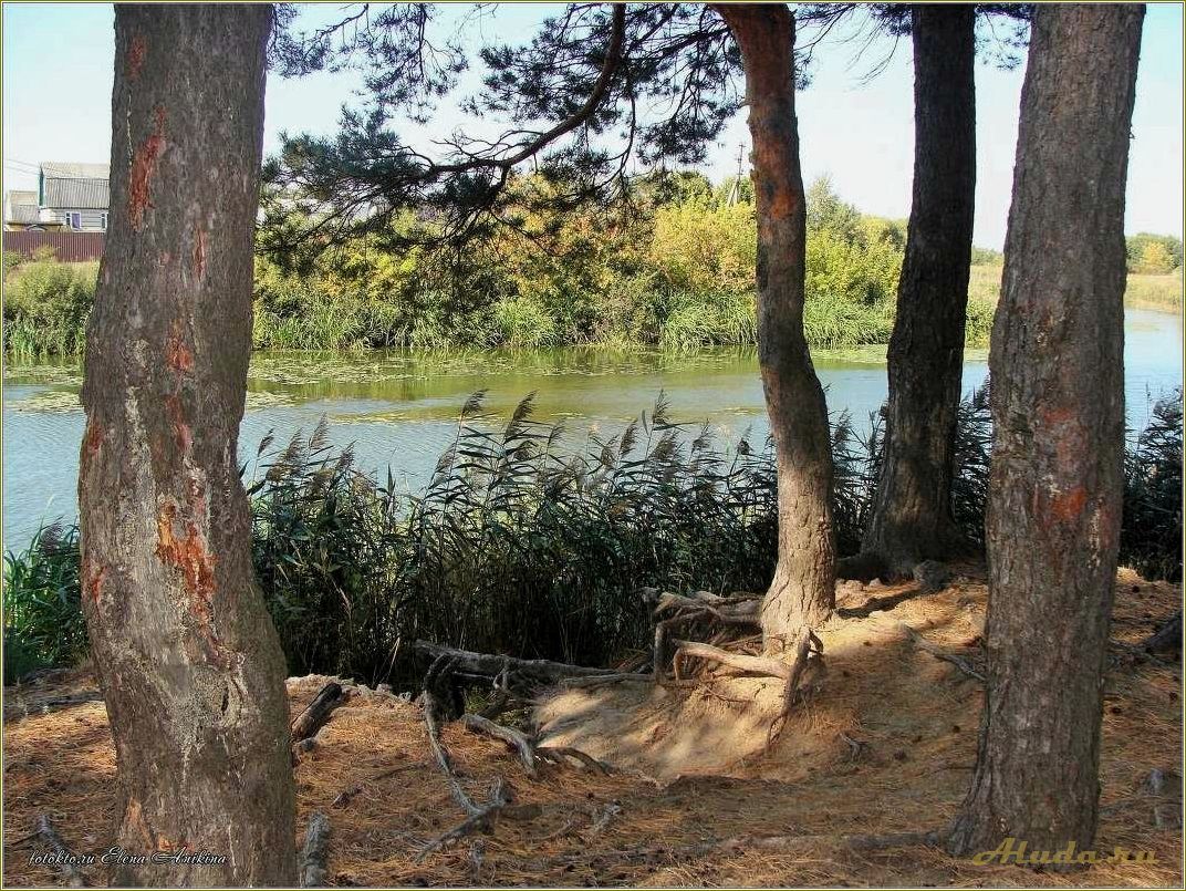 (отдых, тамбовской, области, сосновый, угол) Отдых в Тамбовской области: сосновый угол для релаксации