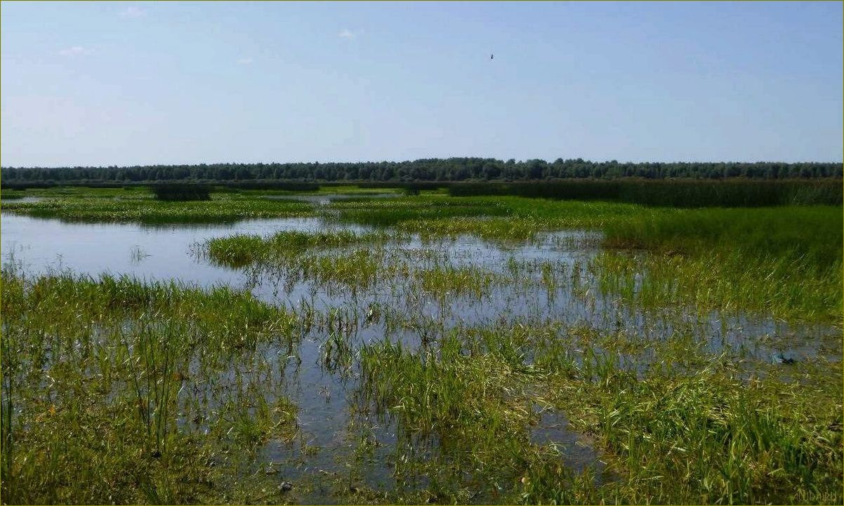 Озеро Никольское в Вологодской области — идеальное место для отдыха и релаксации в окружении природы