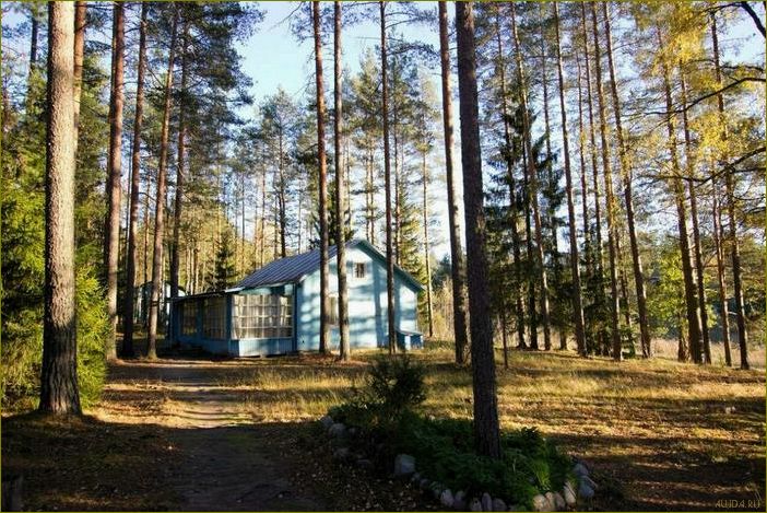 Александровка — идеальное место для отдыха в Ленинградской области, где вас ждет комфорт, природа и множество развлечений