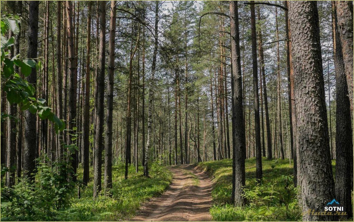 Челябинская область: отдых в сосновом лесу