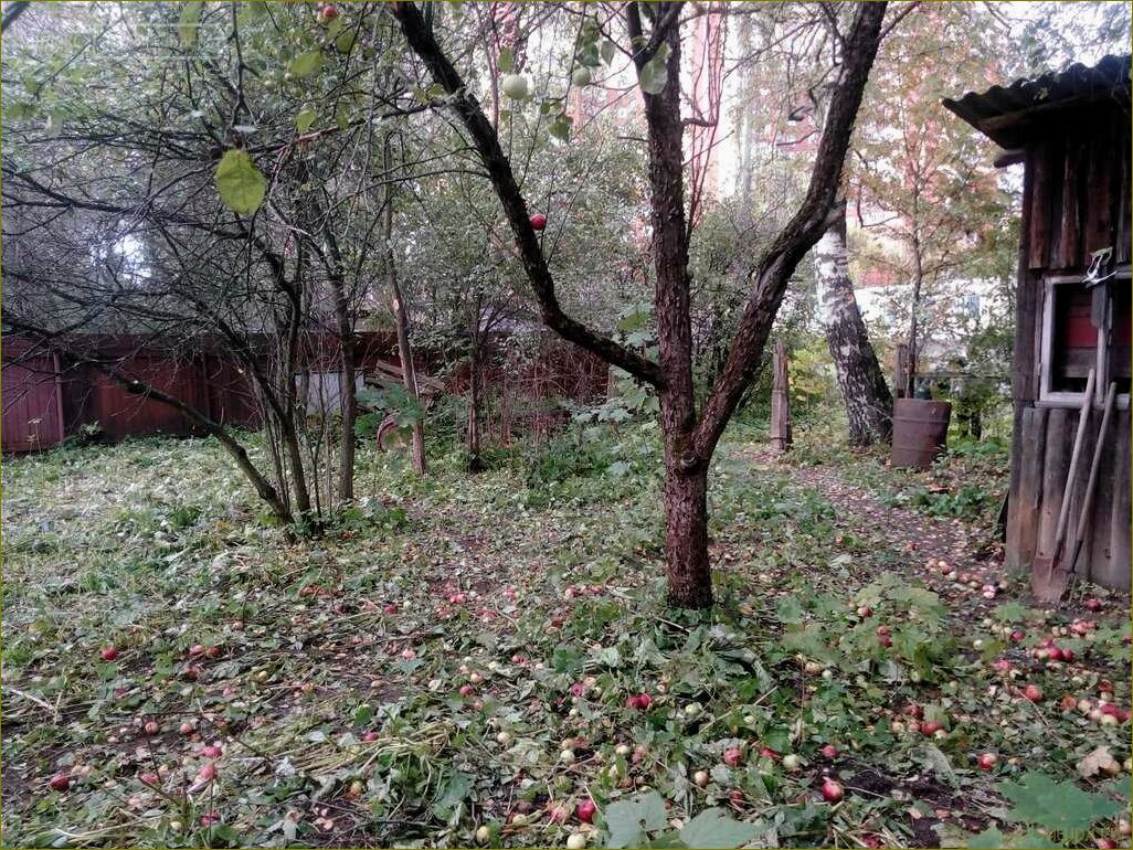 Московская область — садовое товарищество — идеальное место для отдыха и релаксации