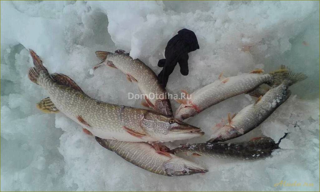Лучшие рыболовные базы отдыха в новосибирской области — идеальное место для настоящих ценителей рыбалки и природы