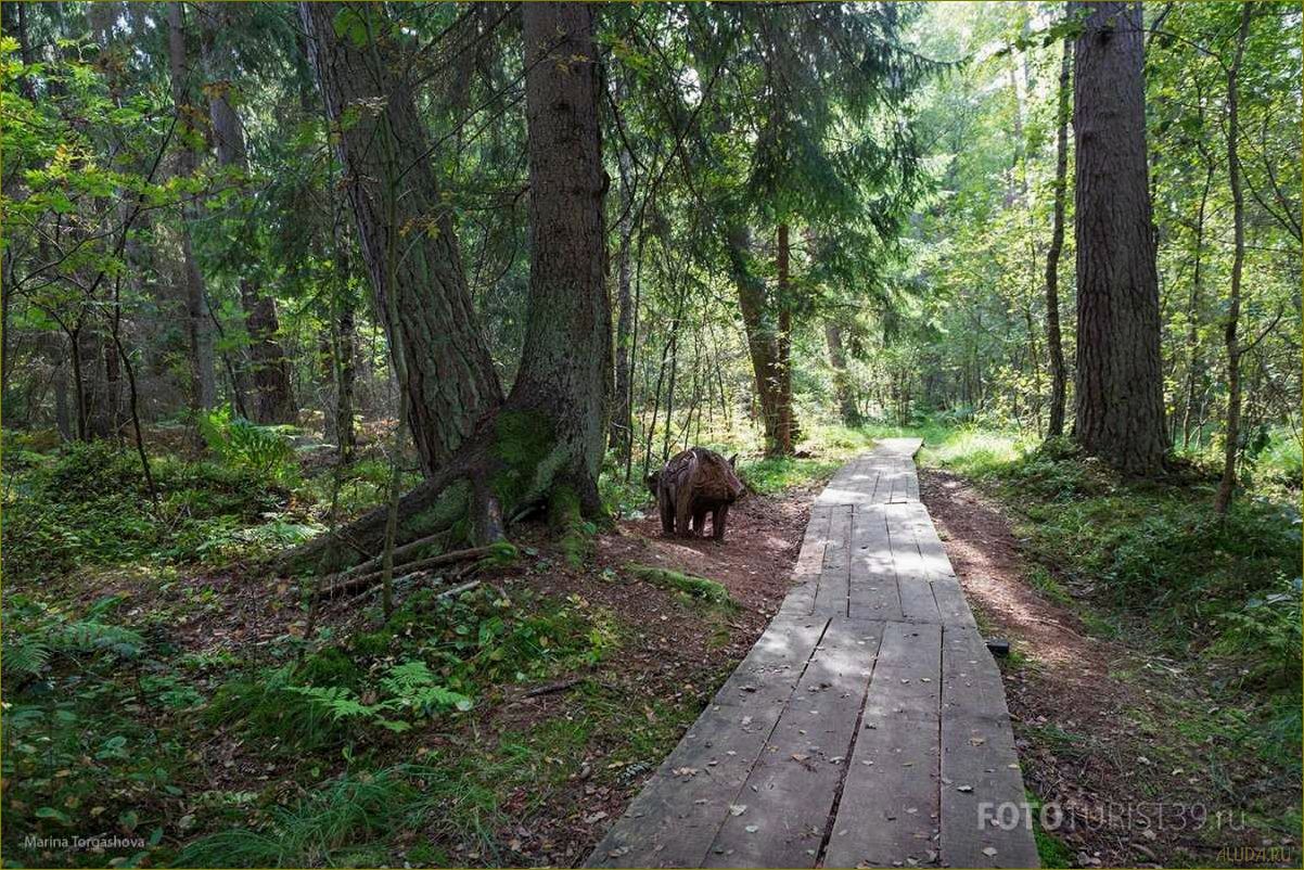 Отдых в лесу Калининградской области — идеальное место для восстановления сил и наслаждения природой