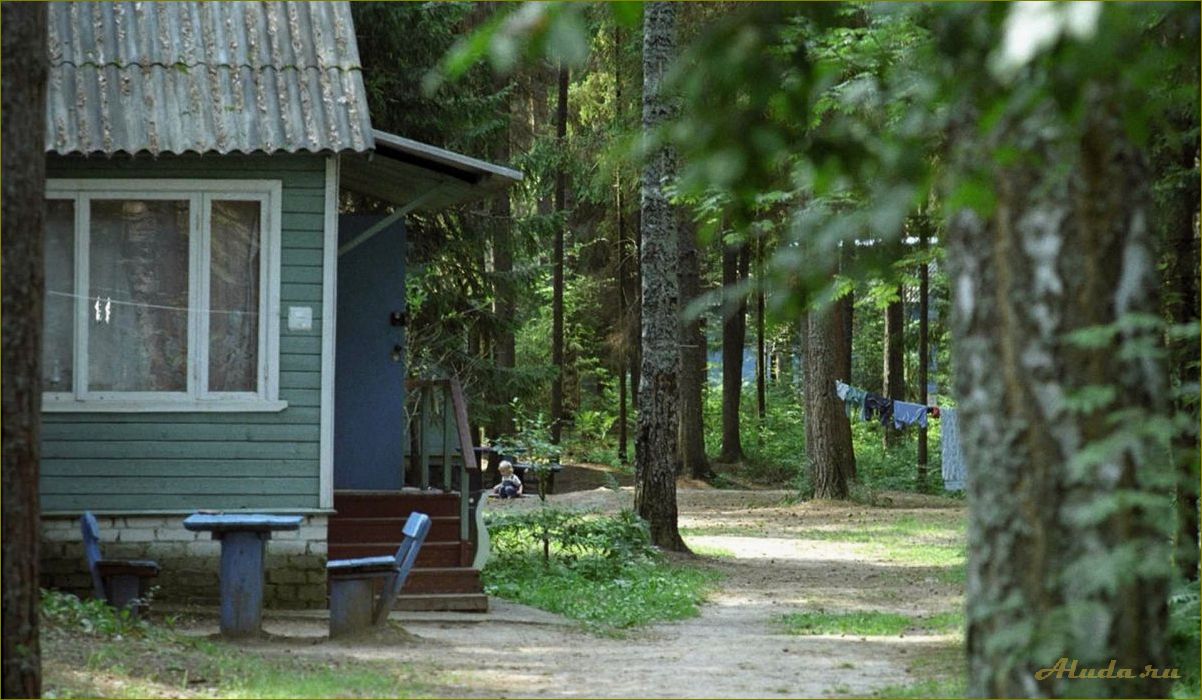 Сосновый база отдыха в Нижегородской области — идеальное место для отдыха на природе